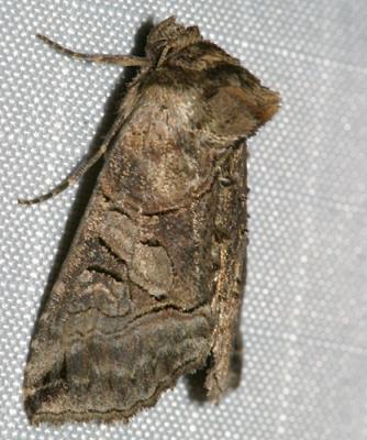8881 -- Variegated Brindle Moth -- Abrostola urentis
