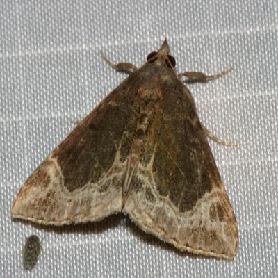 8445 - White-lined Hypena - Hypena abalienalis