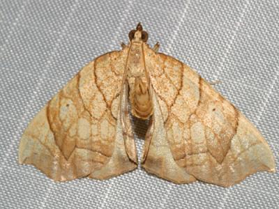 7196 - Lesser Grapevine Looper Moth - Eulithis diversilineata