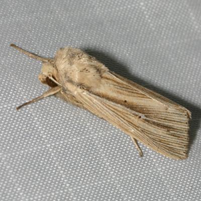 10446 -- Many-lined Wainscot Moth -- Leucania multilinea