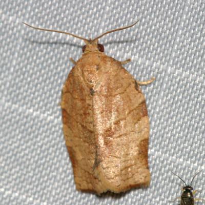 3635 - Oblique-banded Leafroller Moth - Choristoneura rosaceana