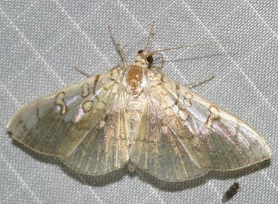 5241 - Basswood Leafroller Moth -- Pantographa limata