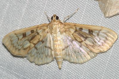 5275 - Bold-feathered Grass Moth - Herpetogramma pertextalis