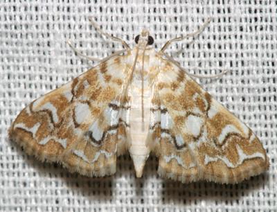 4748 -- Pondside Pyralid Moth -- Munroessa icciusalis