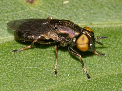 Orthonevra pictipennis species group (female)