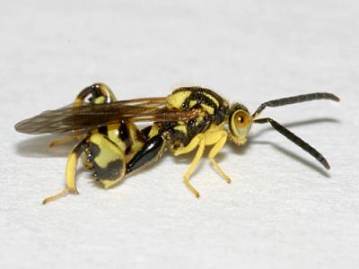 Chalcid Wasps - Chalcididae