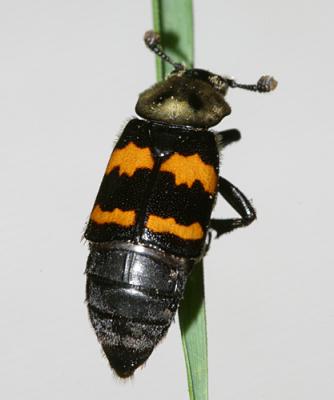  Sexton Beetle - Nicrophorus tormentosus