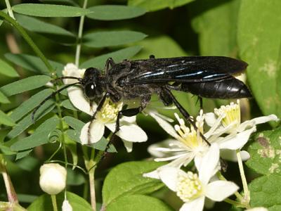 Sphex pennsylvanica - Great Black Wasp