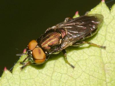 Orthonevra pictipennis species group (male)