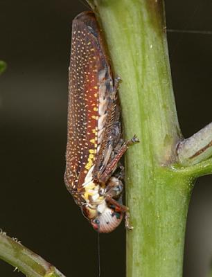 Leafhoppers genus Paraulacizes