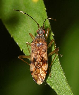 Ozophora picturata