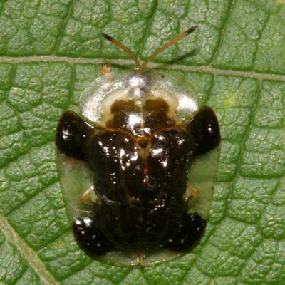Clavate Tortoise Beetle - Plagiometriona clavata