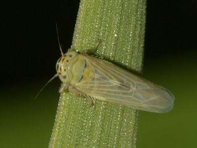 Macrosteles sp.