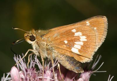 Leonard's Skipper - Hesperia leonardus