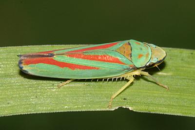 Red-banded Leafhopper - Graphocephala coccinea (picta form)