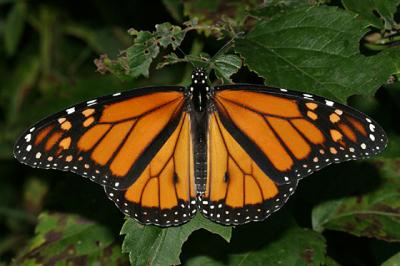 Monarch - Danaus plexippus - male