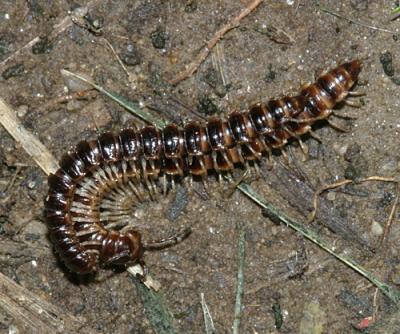 Paradoxosomatidae - Oxidus gracilis (mating)