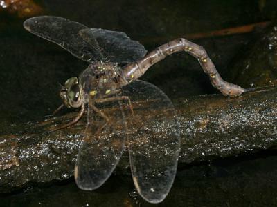 Fawn Darner - Boyeria vinosa (female)