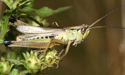 Marsh Meadow Grasshopper - Chorthippus curtipennis