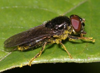 Cheilosia sp. (male)