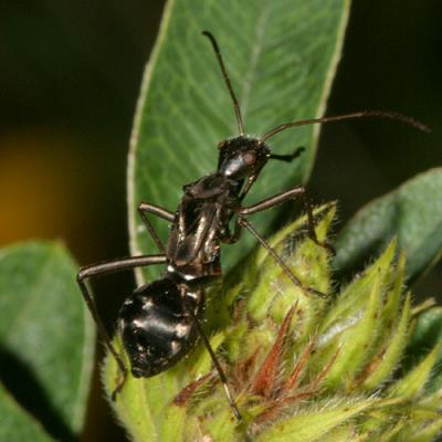 Alydus eurinus (nymph)