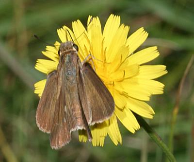 Ocola Skipper - Panoquina ocola