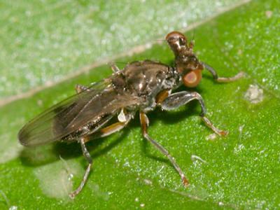 Stalk-eyed Fly - Diopsidae - Sphyracephala brevicornis