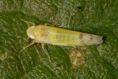 Leafhoppers genus Ribautiana