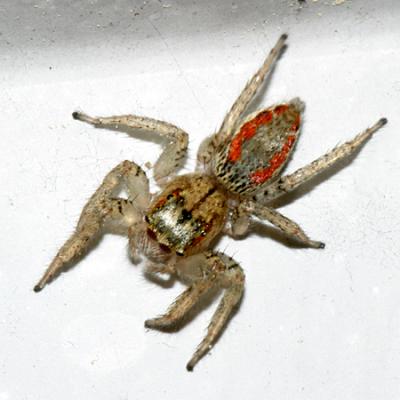 Dimorphic Jumping Spider - Maevia inclemens