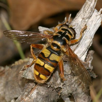 Yellowjacket Hover Fly - Milesia virginiensis