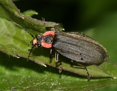 Podabrus tricostatus