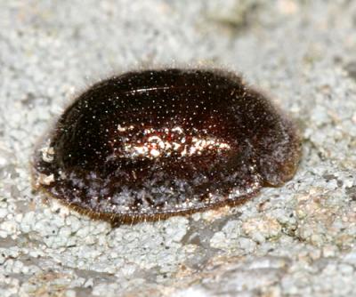 Thymalus marginicollis