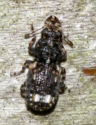 Goniocloeus bimaculatus