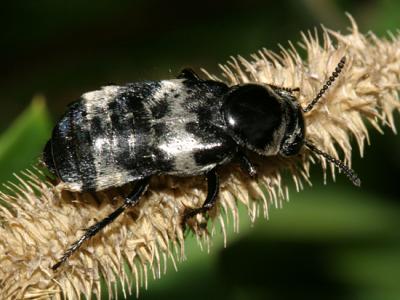 Hairy Rove Beetle - Creophilus maxillosus