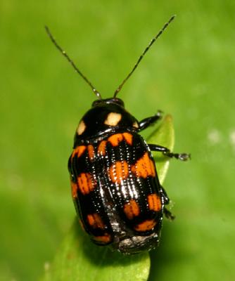 Leaf Beetles - Subfamily Cryptocephalinae - The Casebearers