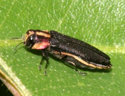 Metallic Wood-boring Beetles -  Buprestidae