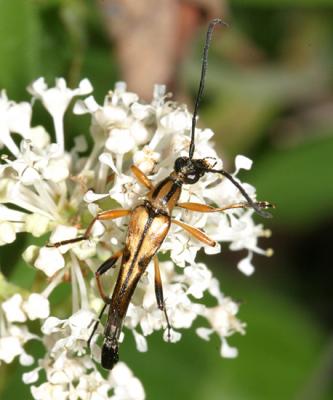 Strangalia famelica (male)