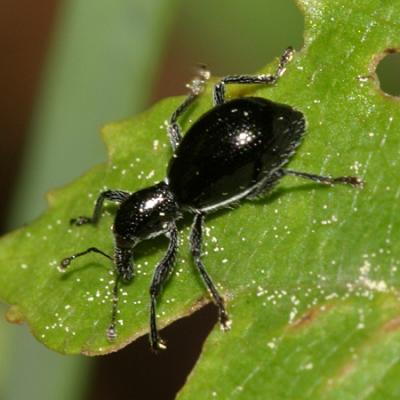 Antlike Weevil - Myrmex chevrolatii