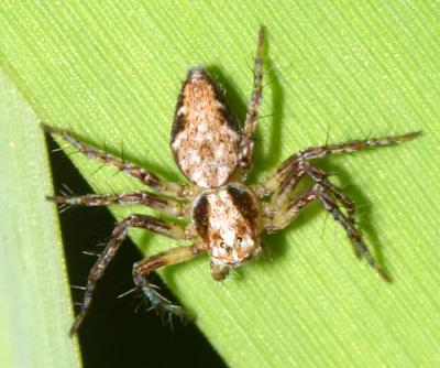 Oxyopes scalaris