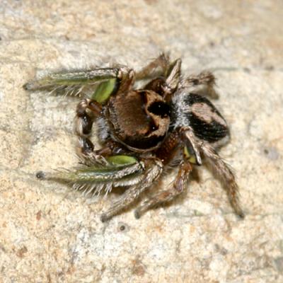 Habronattus viridipes (male)