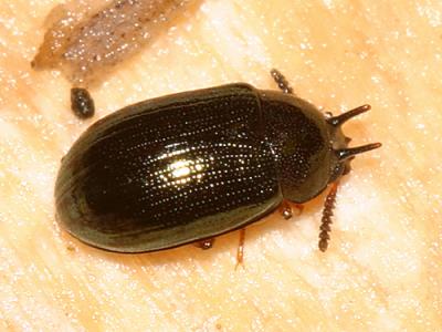 Neomida bicornis - male