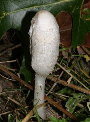 Coprinus sp.