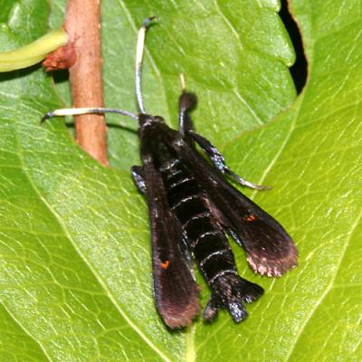2532 -- Virginia Creeper Clearwing Moth -- Albuna fraxini (female)