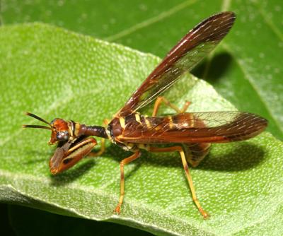  Wasp Mantidfly - Climaciella brunnea