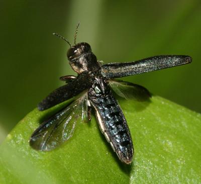 Two-lined Chestnut Borer - Agrilus bilineatus