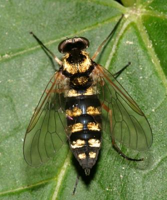 Ornate Snipe Fly - Chrysopilus ornatus (female)