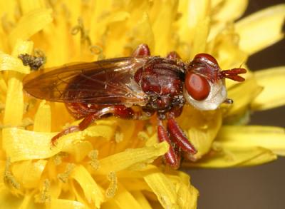 Thick-headed Flies - Conopidae