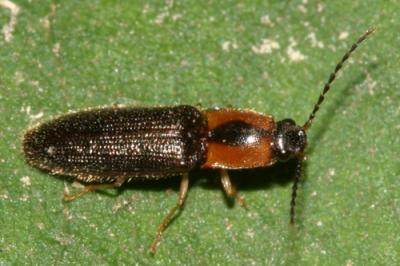 Click Beetles - Subfamily Athoinae