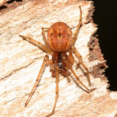  Thick-jawed Orb Weaver - Pachygnatha brevis