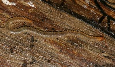 Soil Centipede - Geophilomorpha - Geophilus vittatus